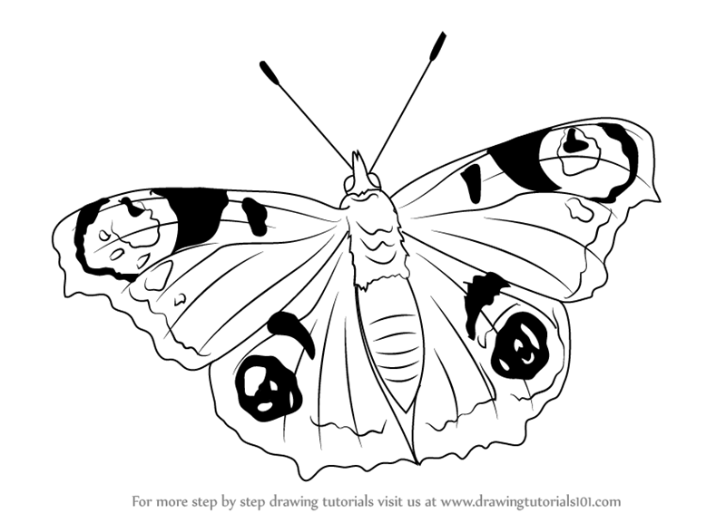 800x566 Learn How To Draw A Peacock Butterfly (Butterflies) Step By Step