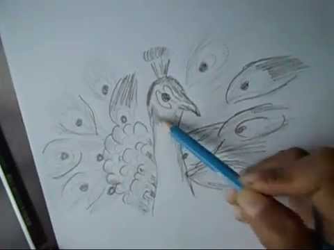 480x360 How To Draw A Peacock With Beautiful Feathers Step By Step