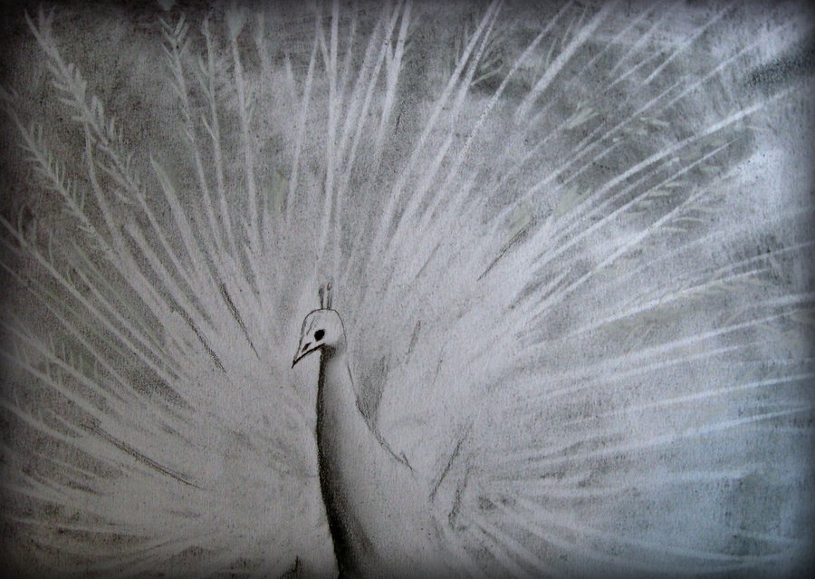 900x639 How To Draw This) Very Easy To Draw White Peacock By Textmixer