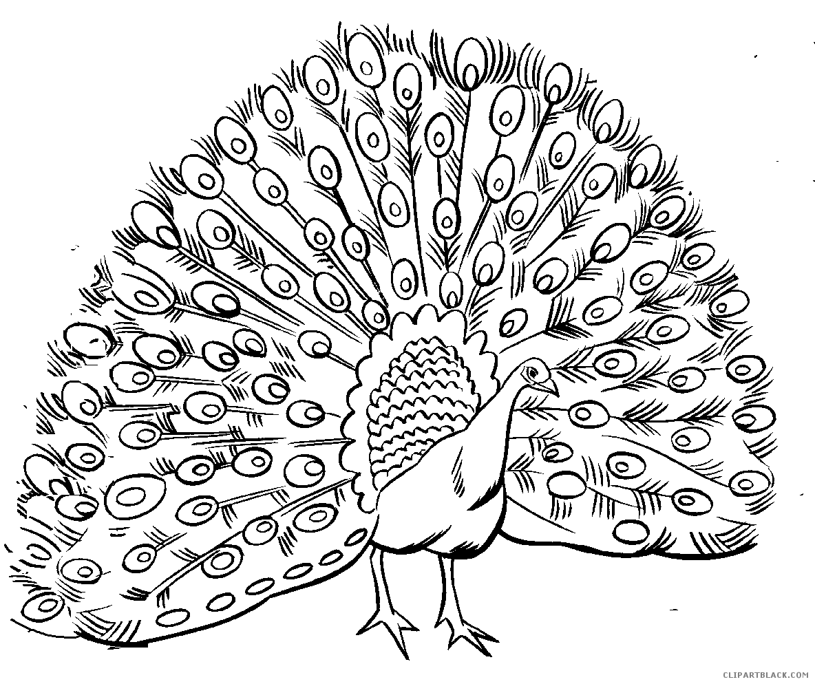 1184x994 Black And White Peacock Animal Free Black White Clipart Images