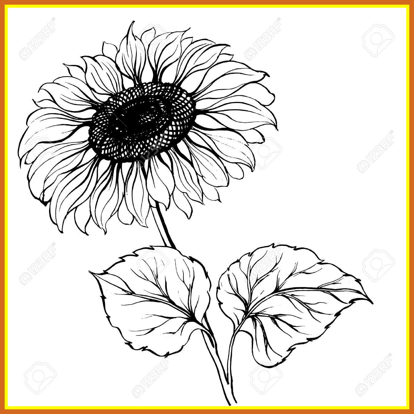 1350x1350 The Best Black And White Sunflower Drawing Stock Pic Of Style
