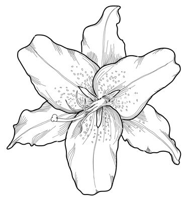 380x400 Pictures Black And White Lily Drawing,