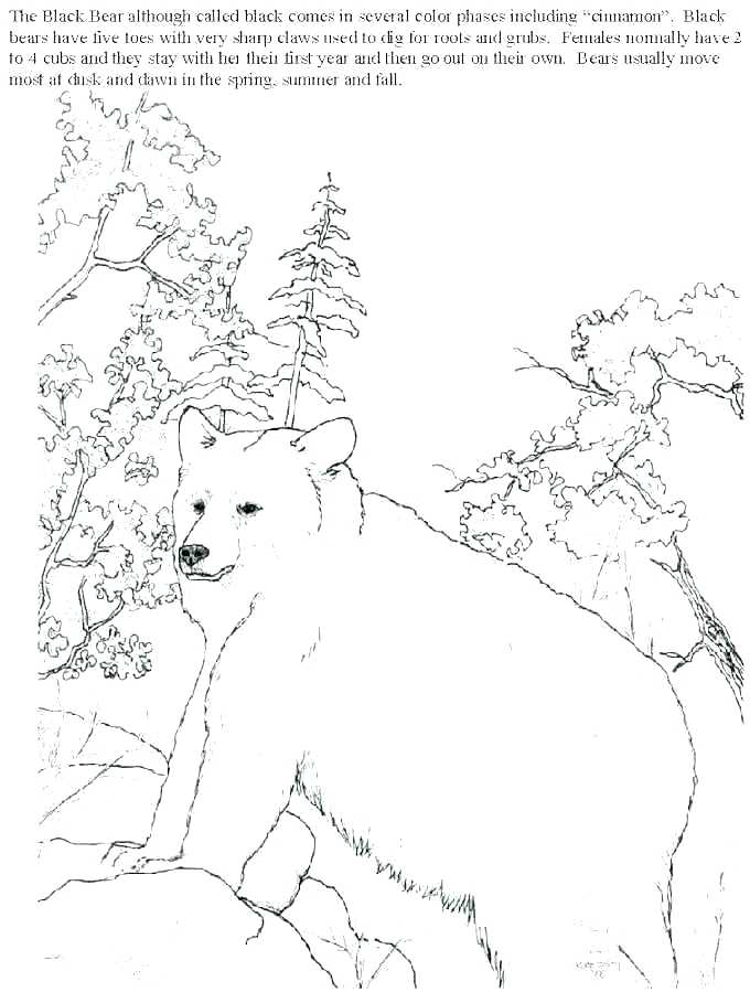 680x899 Black Bear Coloring Page Edtips Info Intended For Pages Of Bears