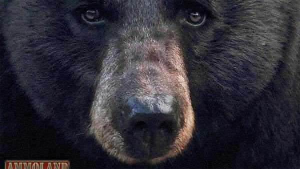 600x337 Michigan Bear License Drawing Results Posted Leftover Licenses