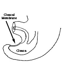 217x214 Normal Bladder Development
