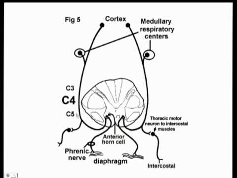 480x360 Spinal Cord (Spastic Bladder, Emg, Etc Big John)