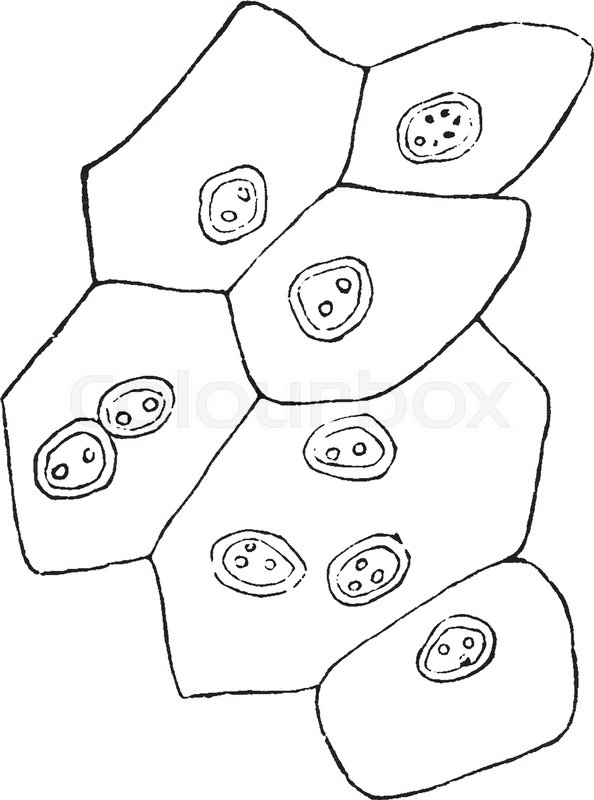 594x800 This Illustration Represents Superficial Layer Of Bladder