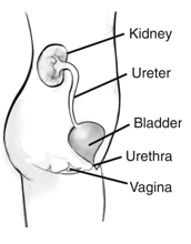 172x220 Urological Supplies