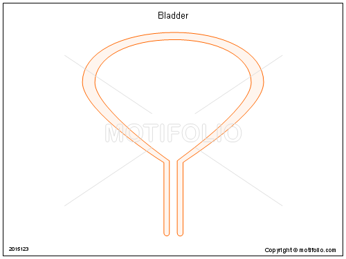 500x375 Bladder Illustrations