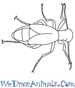 300x350 How To Draw A Blister Beetle