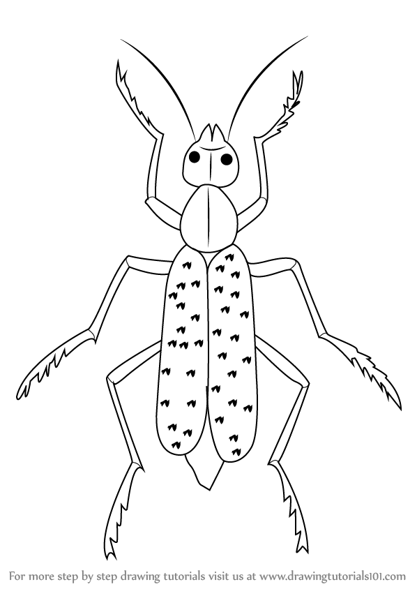 598x844 Learn How To Draw A Blister Beetle (Insects) Step By Step