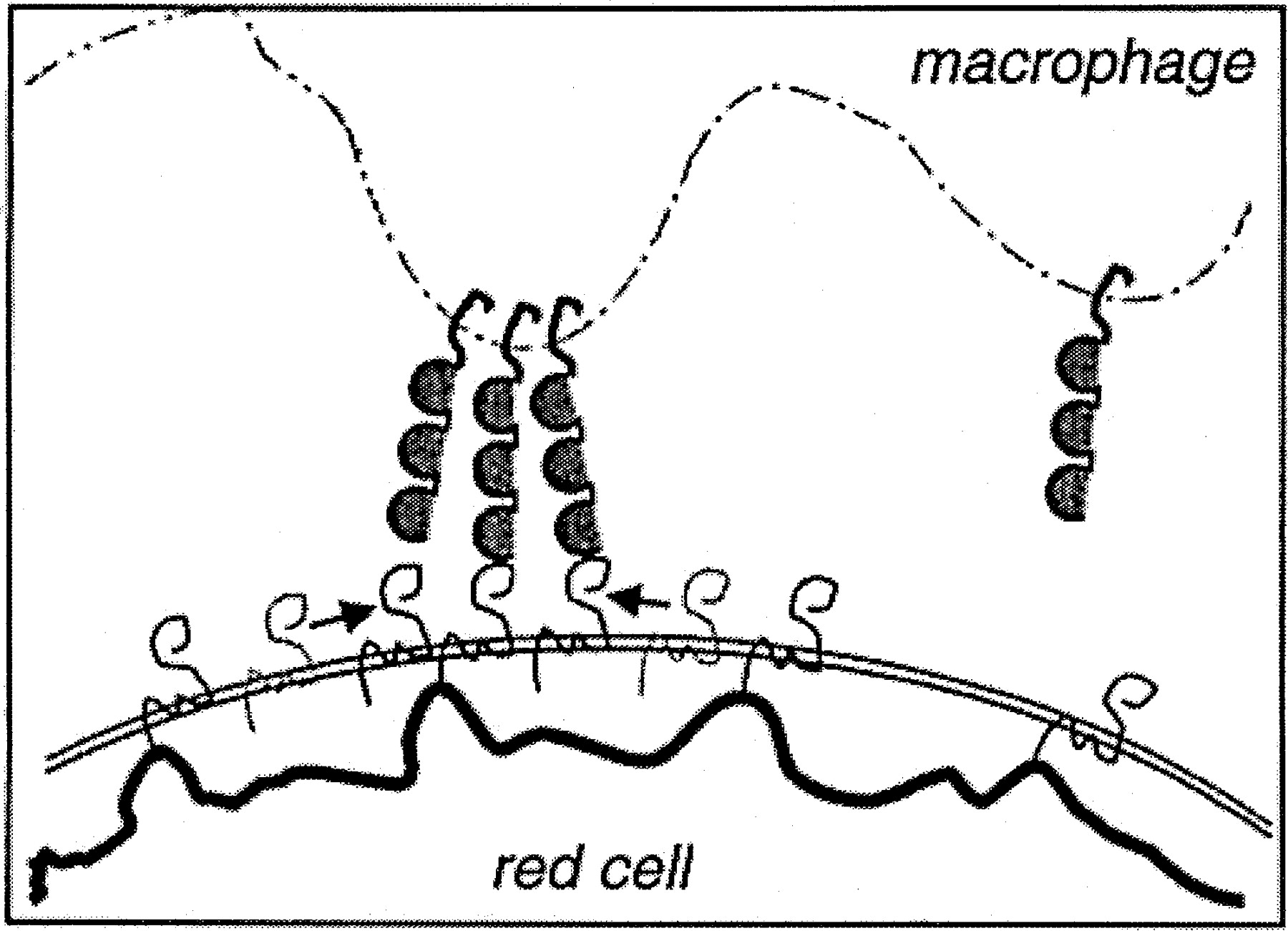 1800x1301 Fractional Attachment Of Cd47 (Iap) To The Erythrocyte