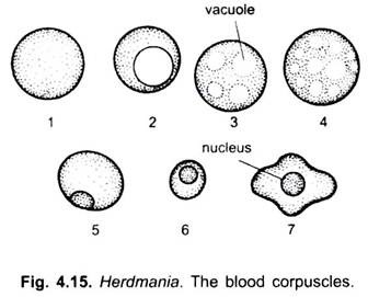 336x271 Circulatory System Of Herdmania (With Diagram) Chordata Zoology