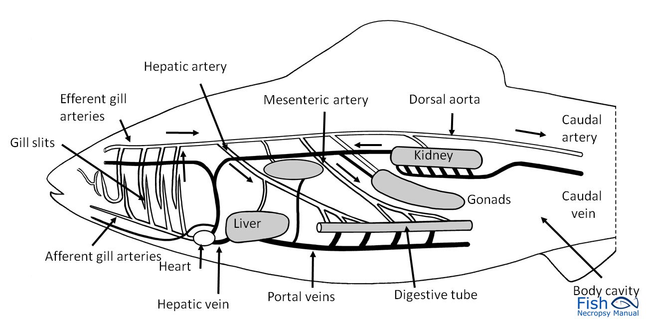 1300x656 Circulatory System