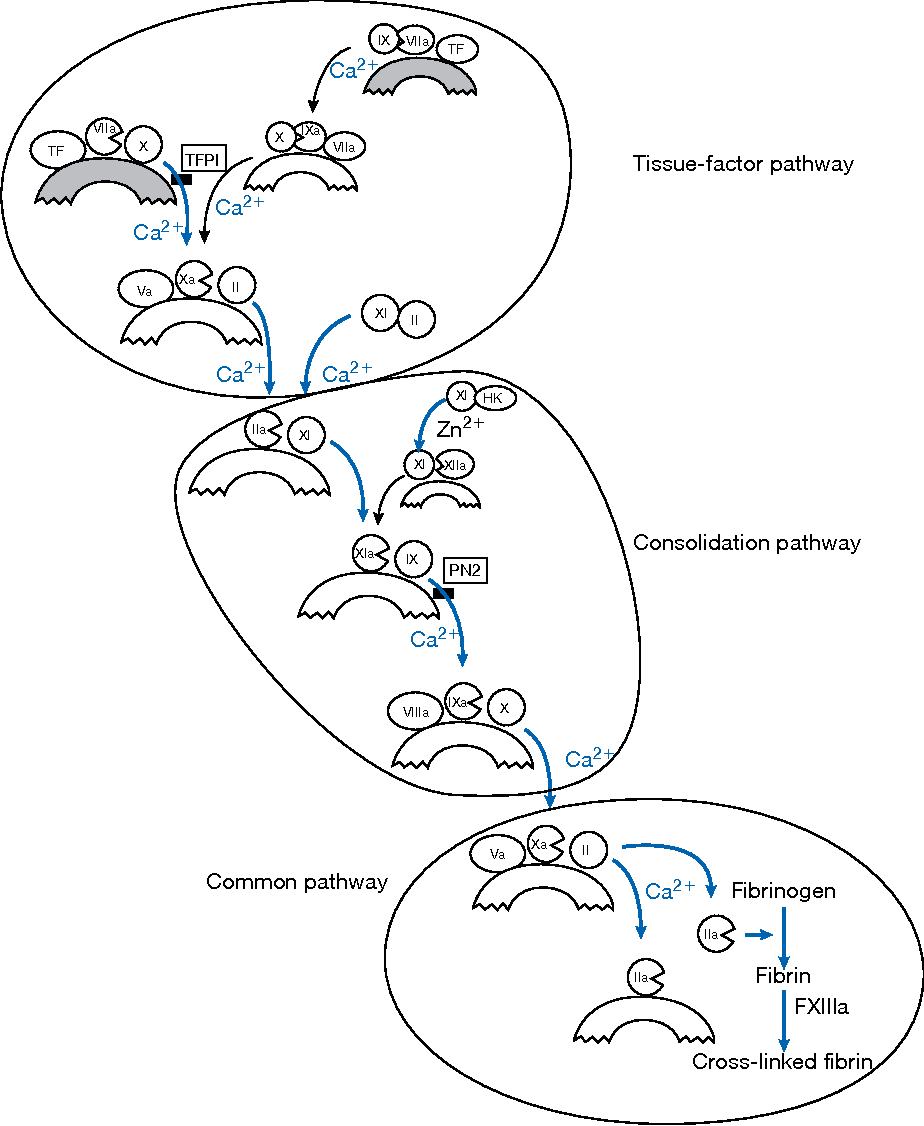 924x1126 Figure 1 From Proteases In Blood Clotting.