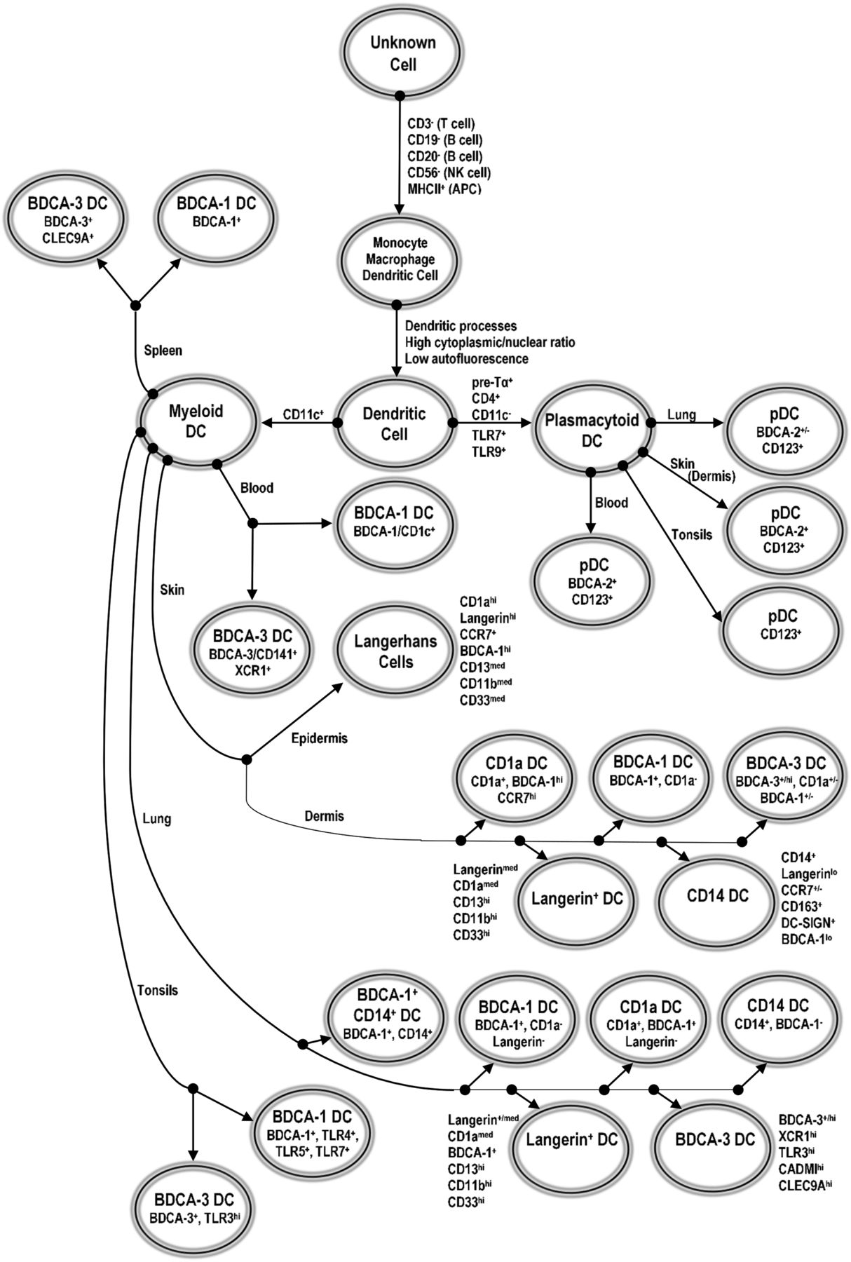 1214x1800 Identification And Characterization Of Human Dendritic Cell