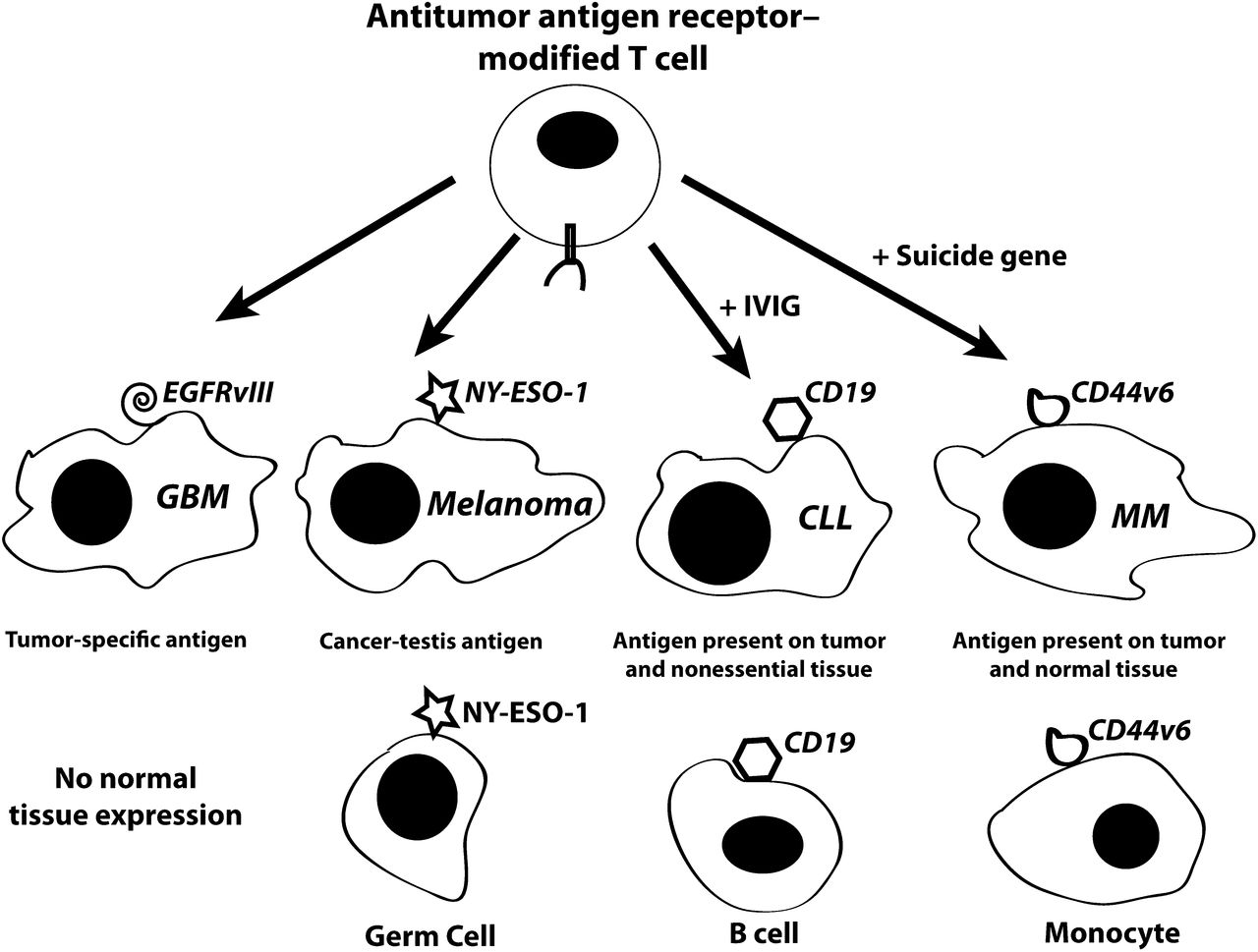 1280x969 Risky Business Target Choice In Adoptive Cell Therapy Blood Journal