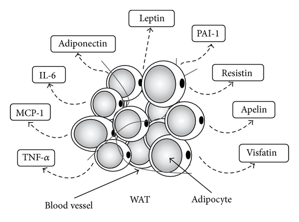 600x447 The Effects Of Exercise Training On Obesity Induced Dysregulated