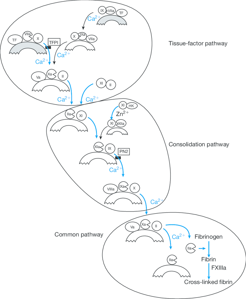 850x1036 The Postulated Sequence Of Blood Coagulation Reactions The Tissue