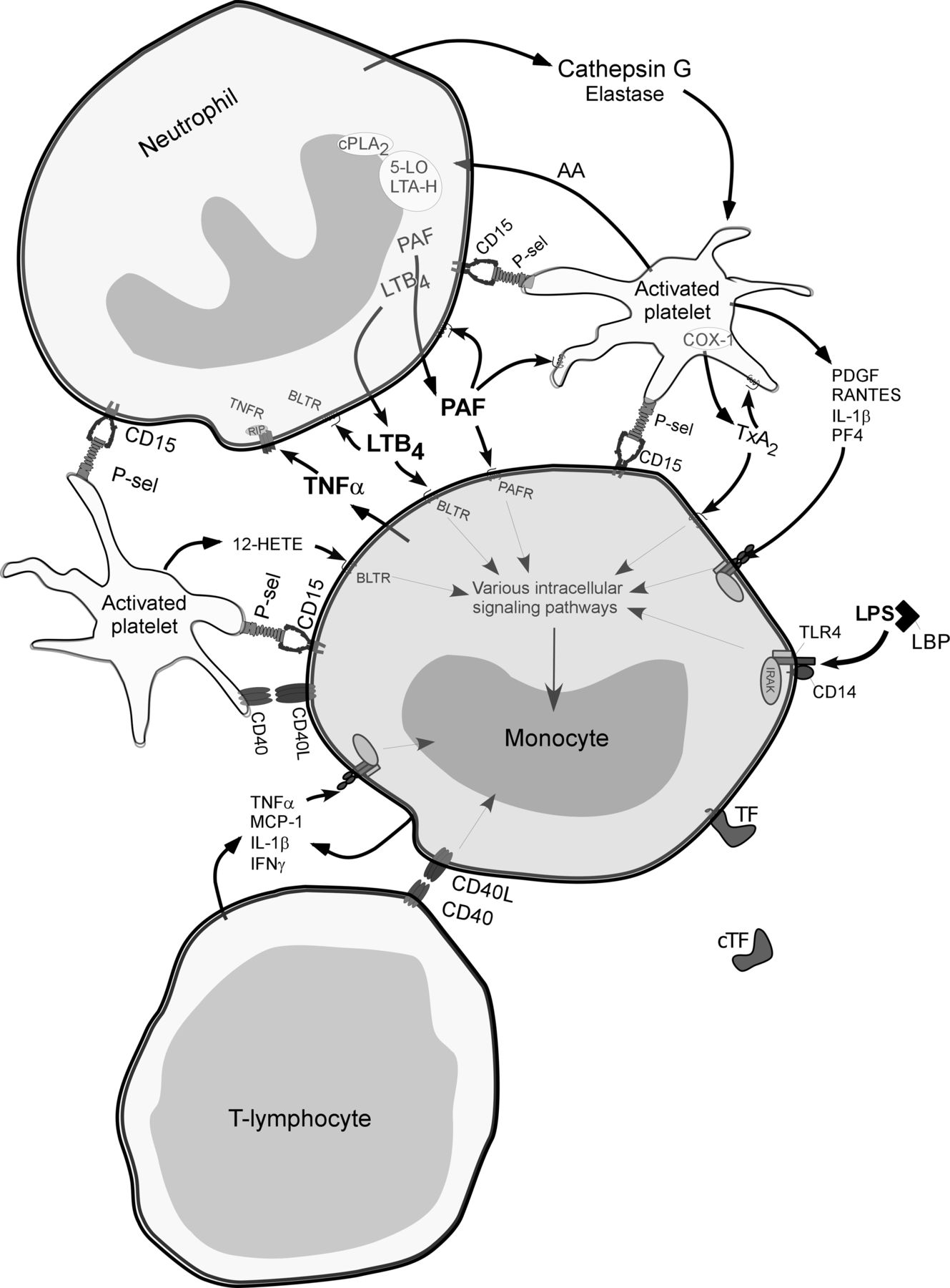 1329x1800 The Role Of Blood Cells And Their Microparticles In Blood