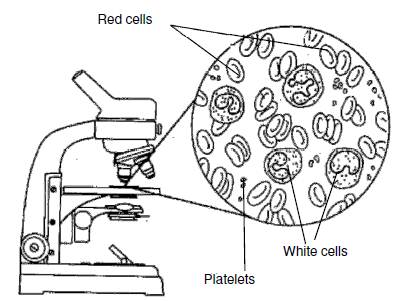 408x301 Collection Of Blood Tissue Drawing High Quality, Free