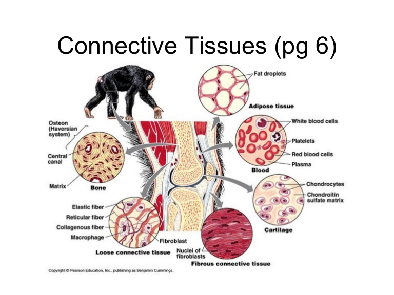 768x576 Connectivetissues 131004171229