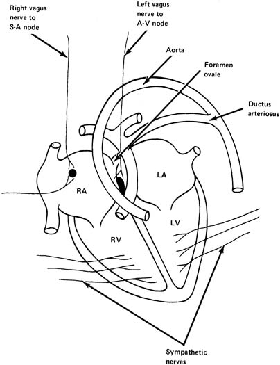 404x525 Fetal Circulation Glowm