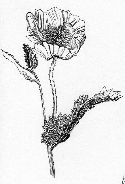 Botanical Drawing