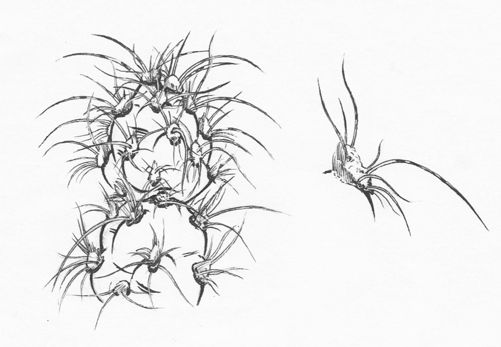 1609x1114 Botanical Drawings