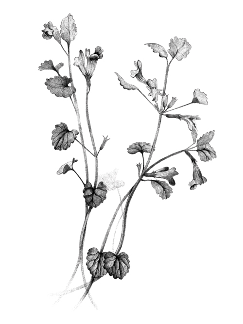 500x667 Botanical Illustration Talya Baldwin Illustration