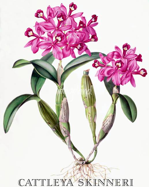 516x650 Cattleya Skinneri Orchid Botanical Illustration By Orchids Of Mexico