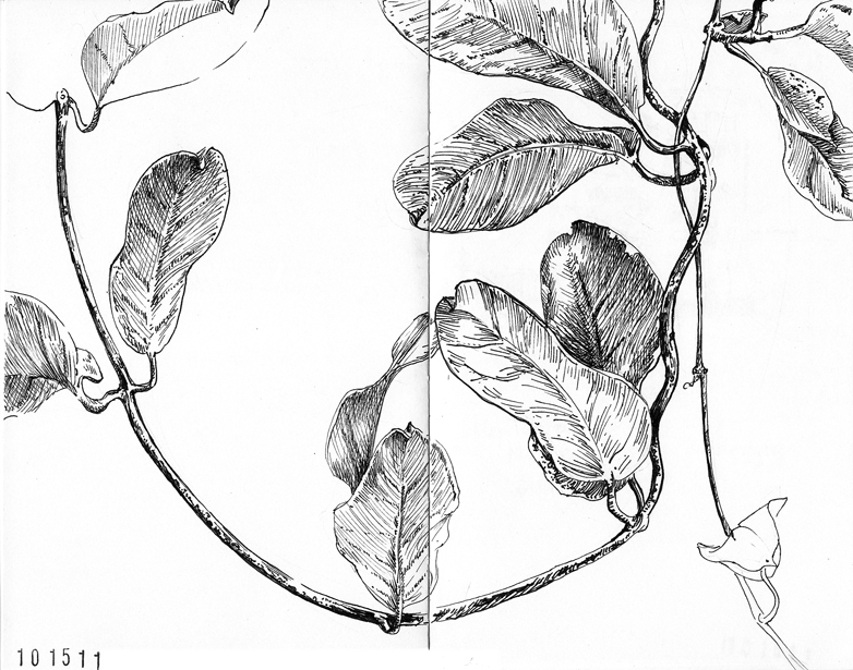 782x615 Drawing At The Botanical Gardens Roughsketch