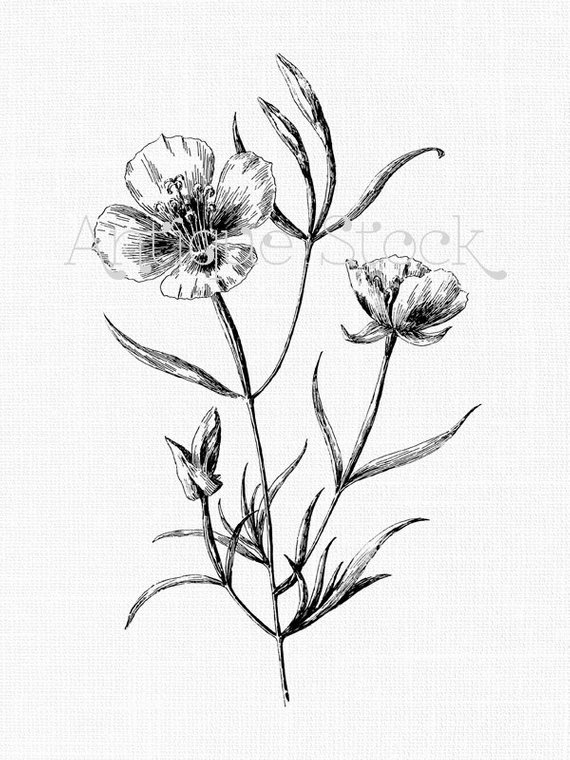 570x760 Flower Clipart