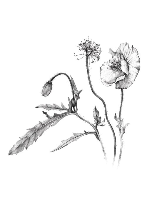 500x667 578 Phytology Website Poppy2 Thumb.jpg Mutualistic