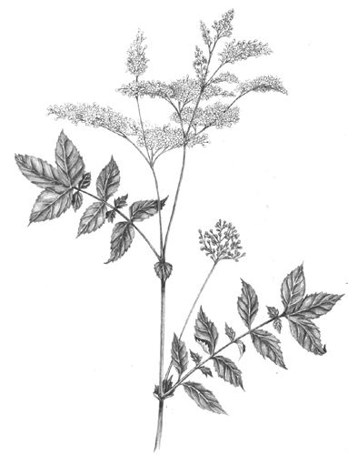 383x500 Lizzie Harper Botanical Illustration Of Meadowsweet Decoration