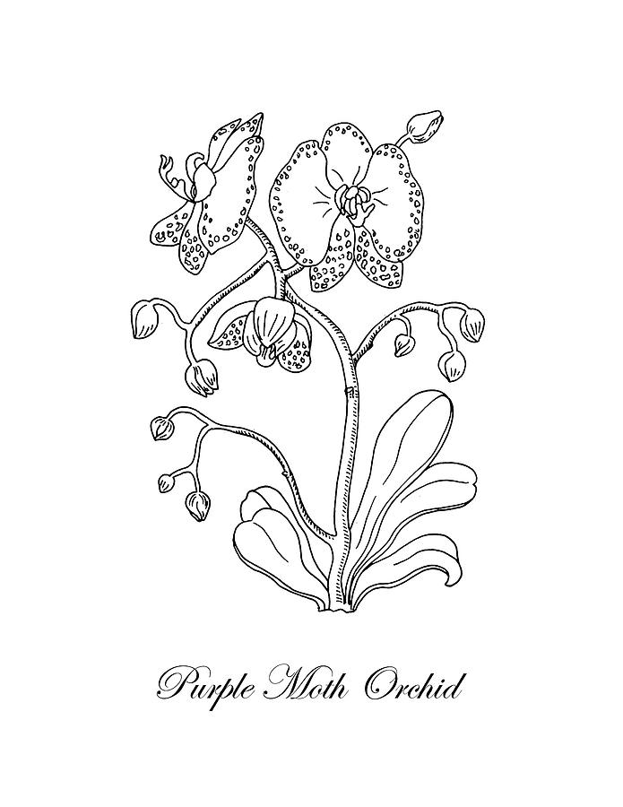 695x900 Moth Orchid Botanical Drawing Black And White Drawing By Irina