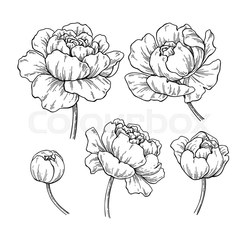 800x800 Peony Botanical Drawing. Vector Hand Drawn Engraved Flower Set