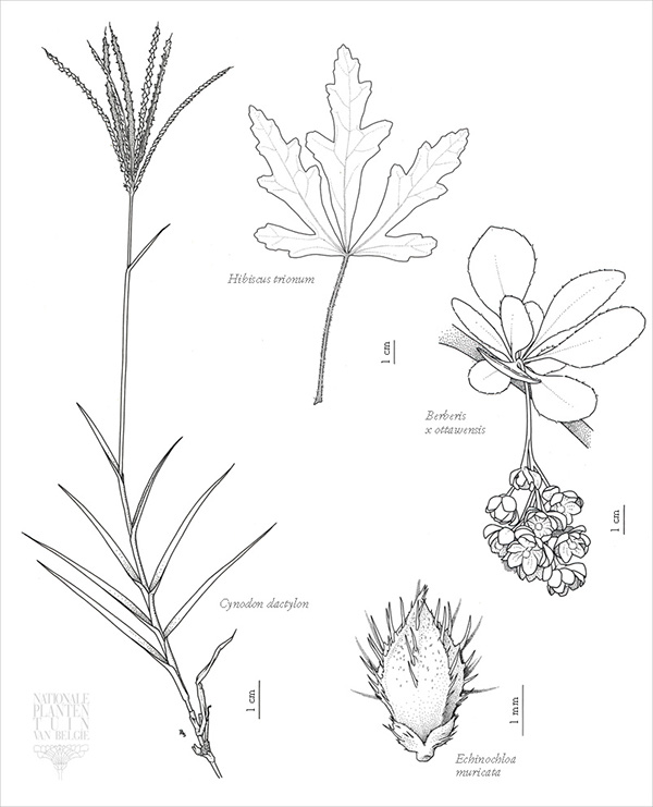 600x741 Scientific Botanical Illustration 2006 2010 On Behance