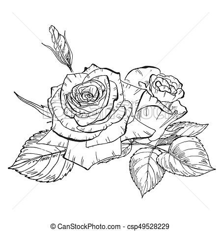 450x470 Two Hand Drawn Rose Flowers In Contour. Botanical Illustration