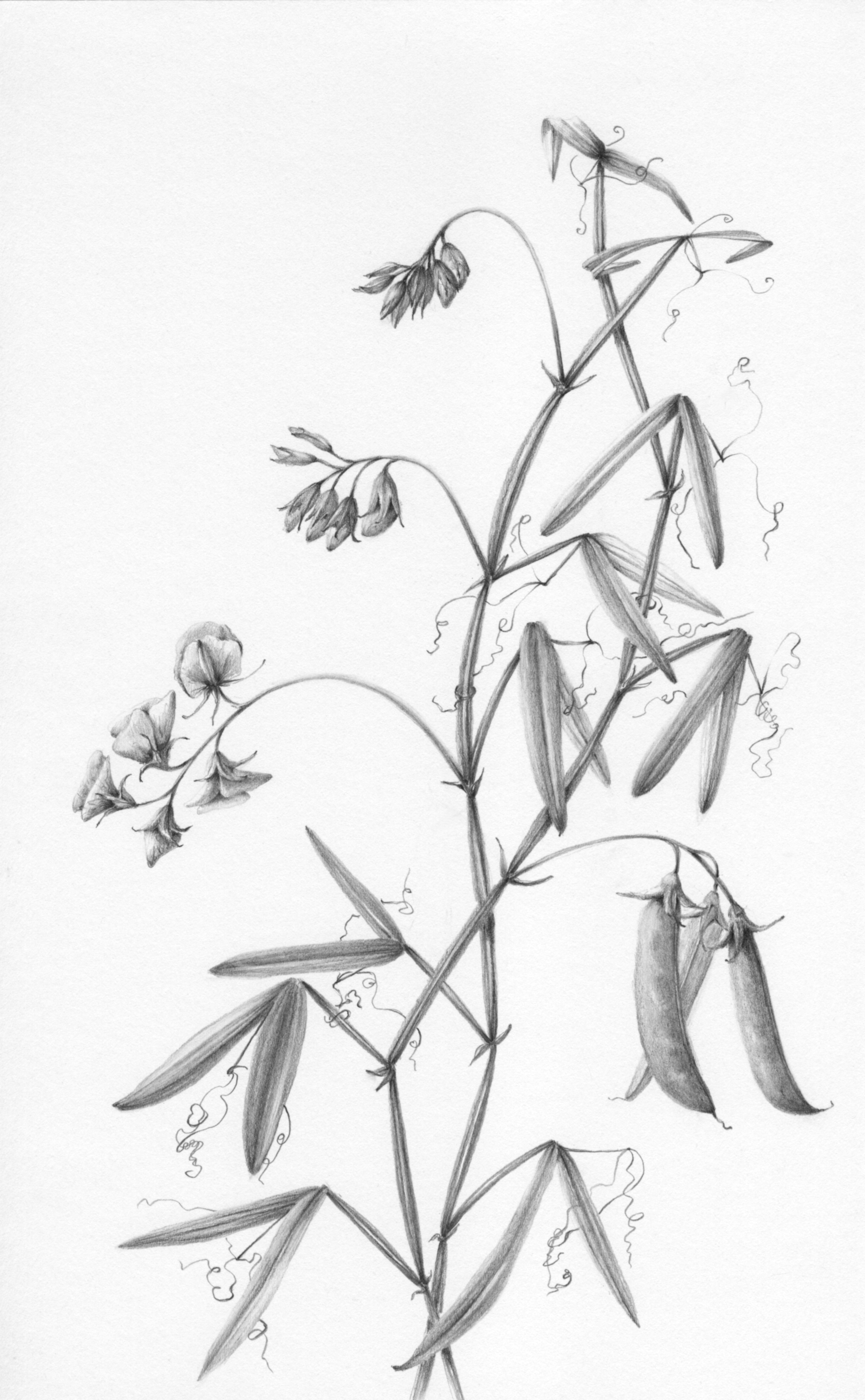 2139x3460 Botanical Drawings In Shades Of Gray