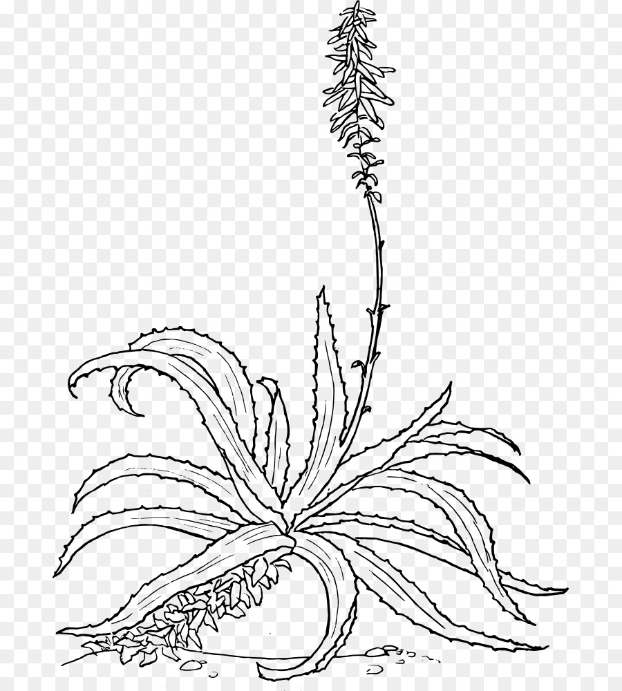 900x1000 Aloe Vera Drawing Botanical Illustration Plant