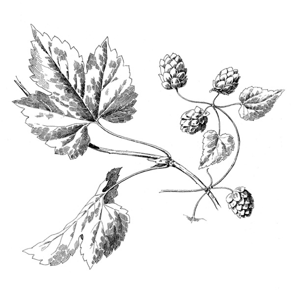 609x621 Beginning Botanical Drawing 352 Arts