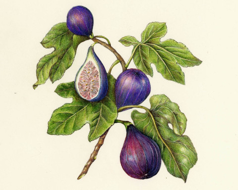 480x384 The Art Amp Practice Of Botanical Drawing Roll Online