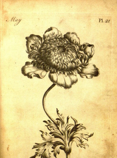 493x666 Timeless Botanical Drawing Technique From A 1760 Coloring Book