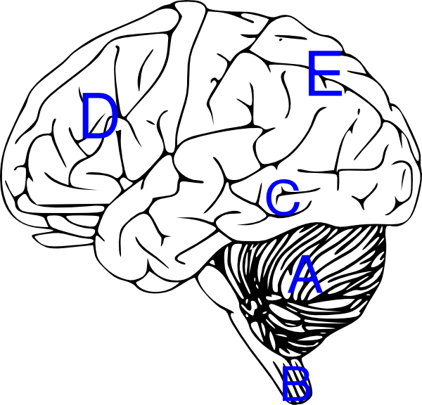 600x576 Brain With Labels Clip Art
