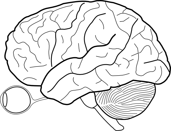 600x463 Brains Clipart Label