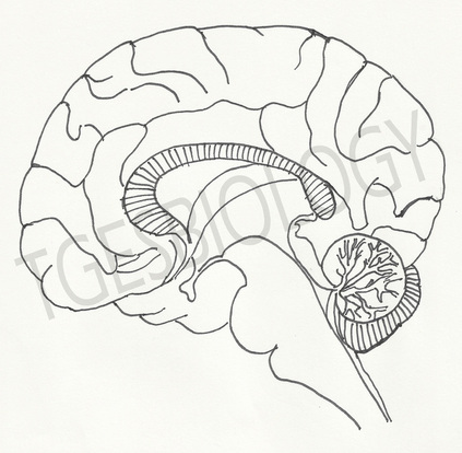 423x414 Drawn Brains Inside Labeled