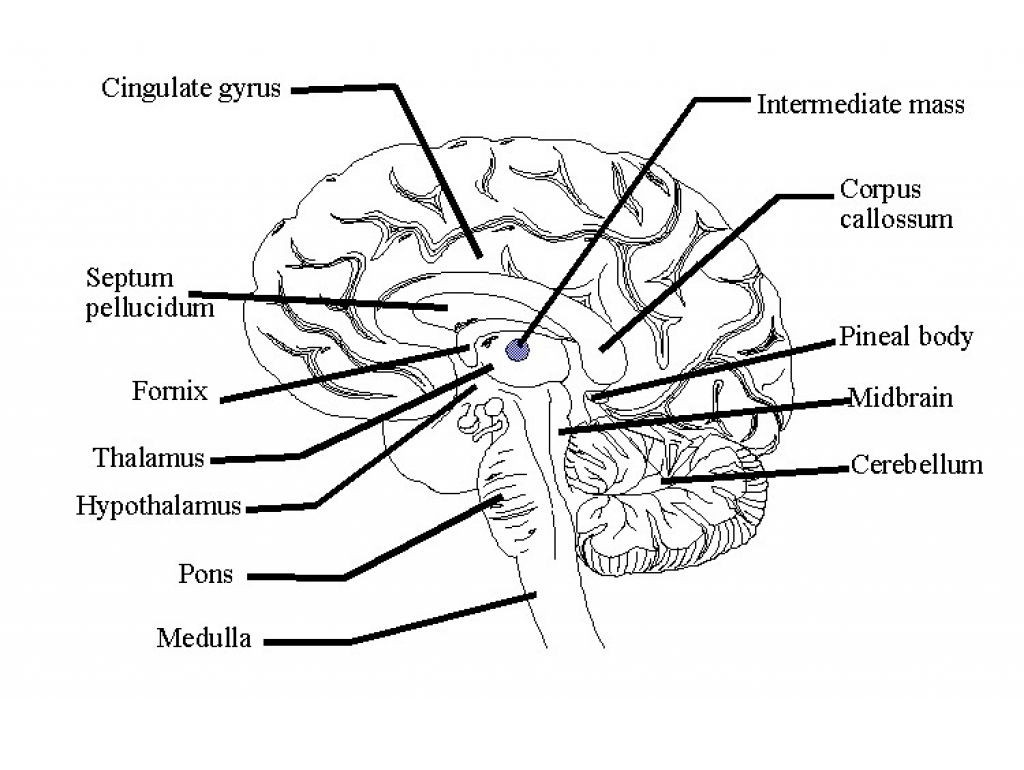 1024x770 Parts Of The Human Awesome Websites Brain Anatomy Quiz Label