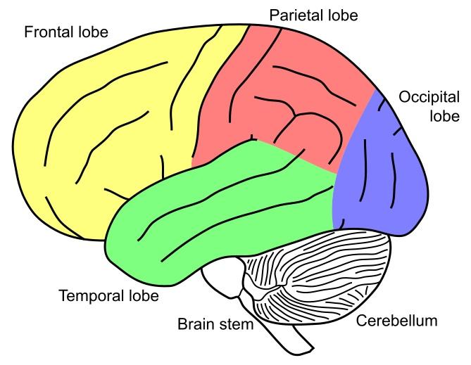 669x519 Neurodevelopment And Socio Economic Status (Ses)