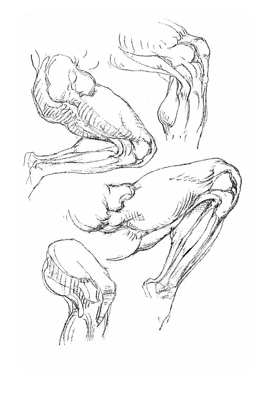 916x1392 Constructive Anatomy By George Bridgman Anatoref